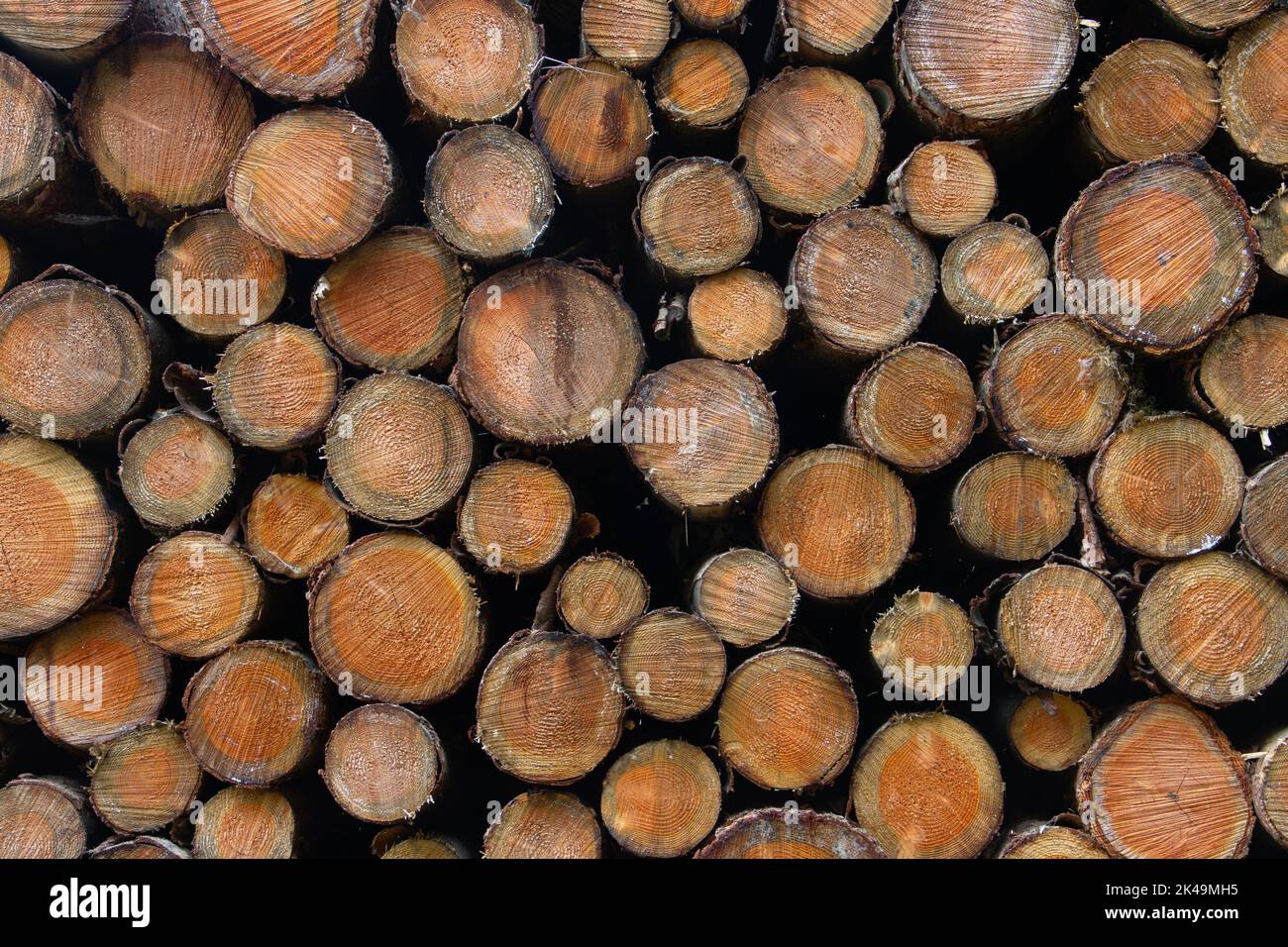 Panoramablick auf den Querschnitt eines Holzstapels vor Holzhintergrund Stockfoto