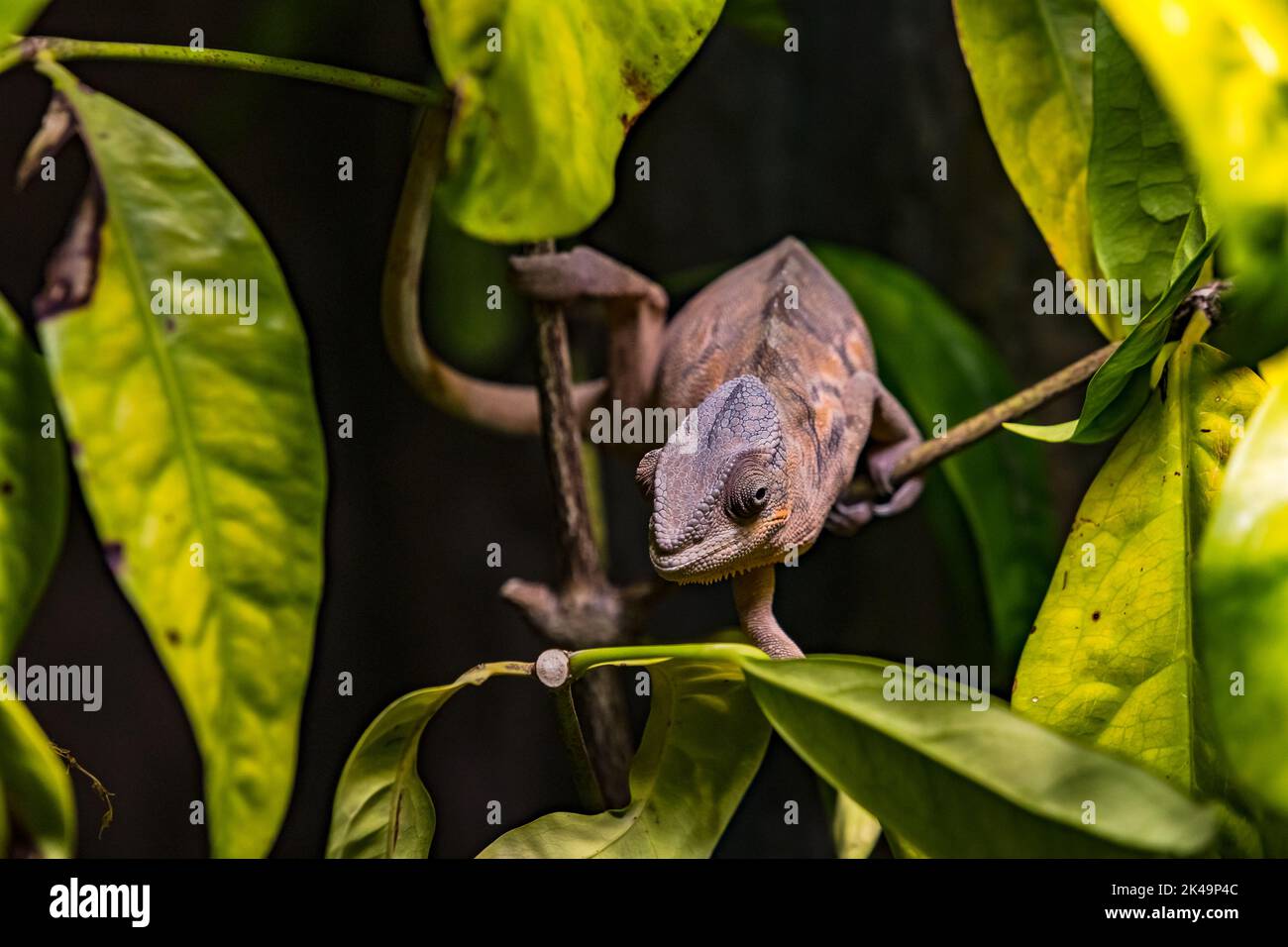 Ein auffallendes Chamäleon auf lauernder Position im Aquarium Berlin, Deutschland Stockfoto