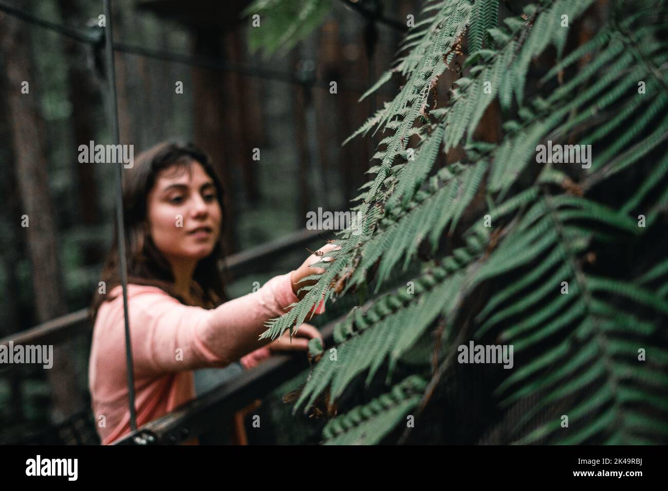 Blauäugiges kaukasisches Mädchen in pinkem Hemd auf Plattform, das exotische Blätter grüner Pflanzen in üppigem Wald, Redwood-Baumwalk, rotorua, Neuseeland berührt Stockfoto