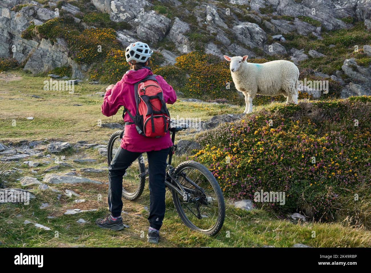 Nette ältere Frau auf dem Mountainbike, Radfahren und im Sonnenuntergang mit einem Schaf auf den Klippen von Sheeps Head, Grafschaft Cork, im südwestlichen Teil von t sprechen Stockfoto