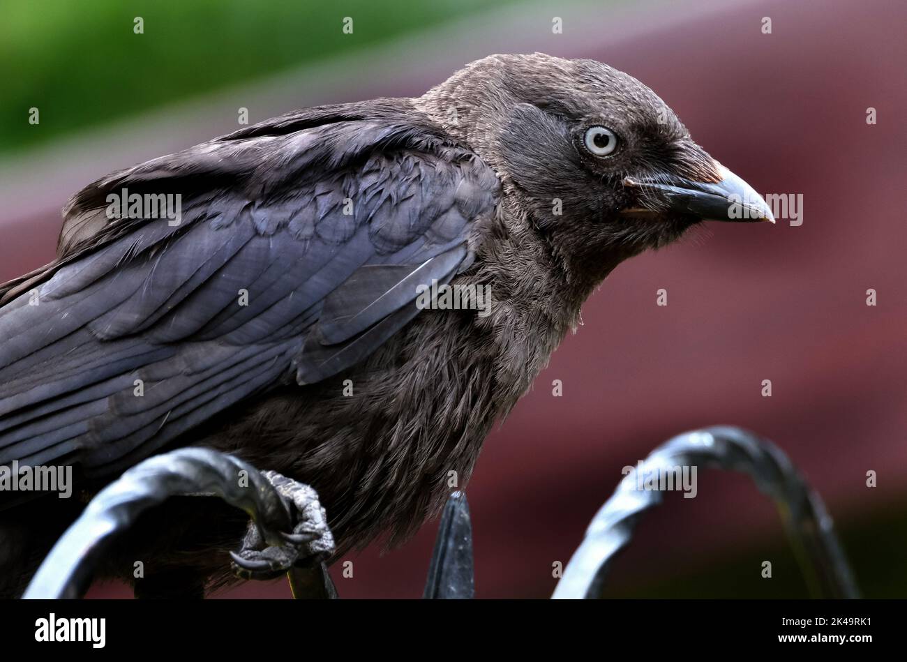 Die westliche Dohle, auch bekannt als die Eurasische Dohle, die Europäische Dohle, oder einfach die Dohle, ist ein Singvogel in der Krähenfamilie. Stockfoto