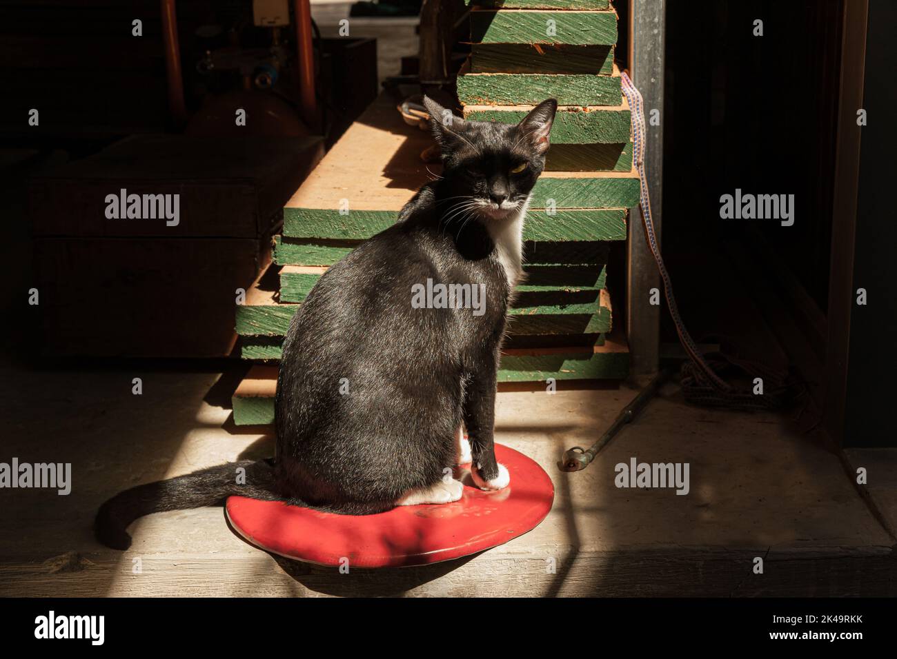 Die schwarze Katze wärmt sich in der Natursonne auf und sieht so cool aus Stockfoto