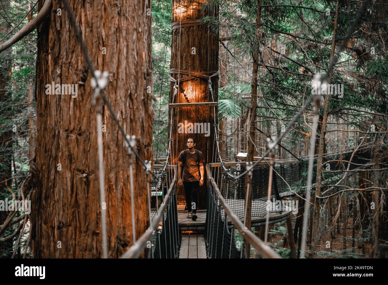 kaukasischer junger Mann mit Blick auf die Kamera, der den Weg entlang geht, der die Stämme der großen Bäume im Wald verbindet, Redwood-Baumwalk, rotorua, neu Stockfoto