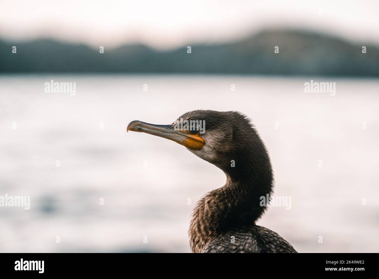 Kopf und Schnabel aus beschaulicher Kormoran mit orangefarbenem Fleck am Seeufer, tarawera Lake, Neuseeland Stockfoto