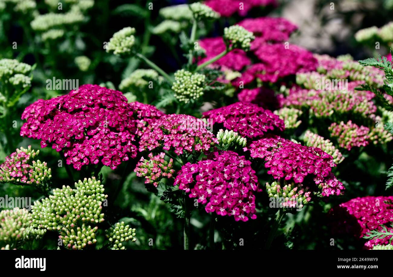 In einem Garten blüht ein buntes Blumenstrauß von verlockender Verführung Stockfoto