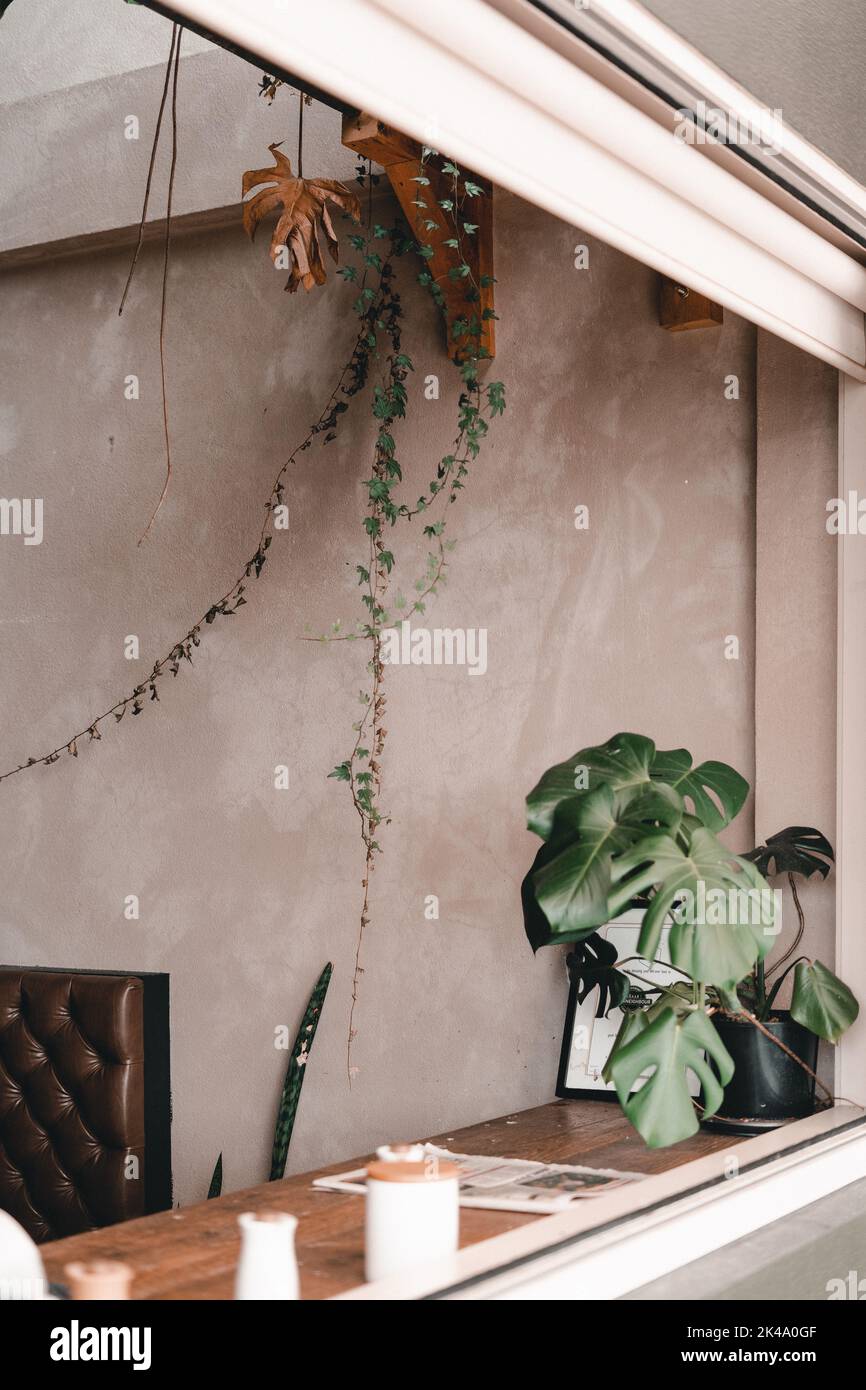 Großes Fenster in eine schöne Caféeinrichtung und eine schöne Pflanze auf dem Holztisch neben der Zeitung, die von Sonnenlicht beleuchtet wurde, die mylk Bar, Neuseeland Stockfoto