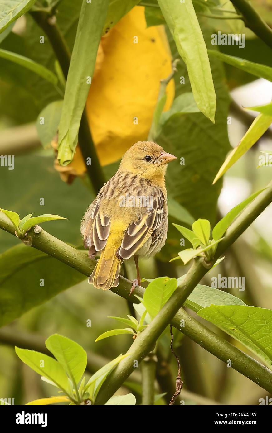 Vitelline Masked Weaver (Ploceus vitellinus) kreuzt möglicherweise mit Southern Masked Weaver (P.velatus) adulten Weibchen, die auf Stiel thront, eingeführte Arten Stockfoto