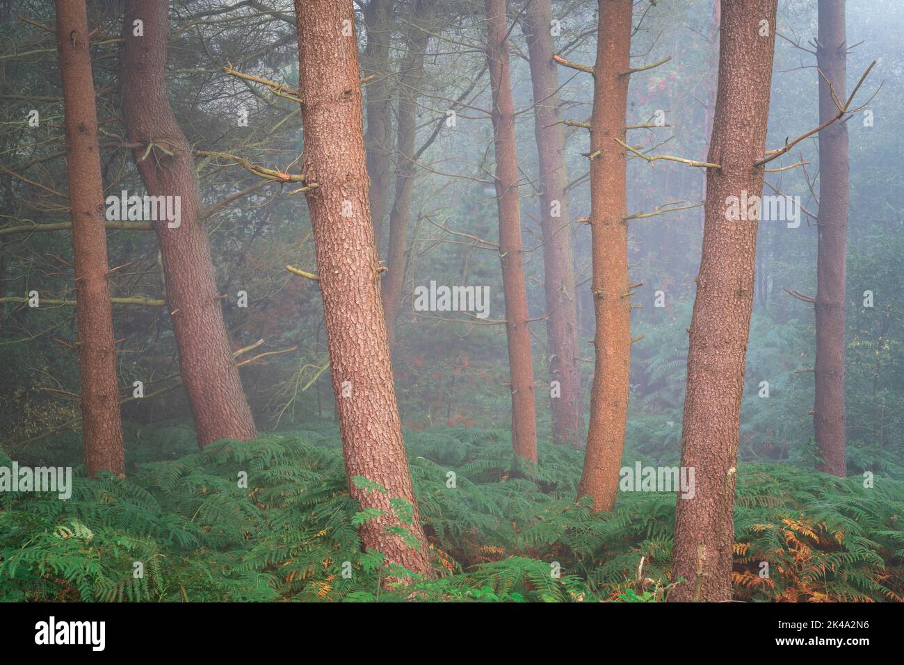 Subtiles Licht während eines trüben Morgens auf Otley Chevin verursacht ein sanftes rotes Leuchten auf den Bäumen, während die Sonne im Frühherbst langsam aufgeht. Stockfoto