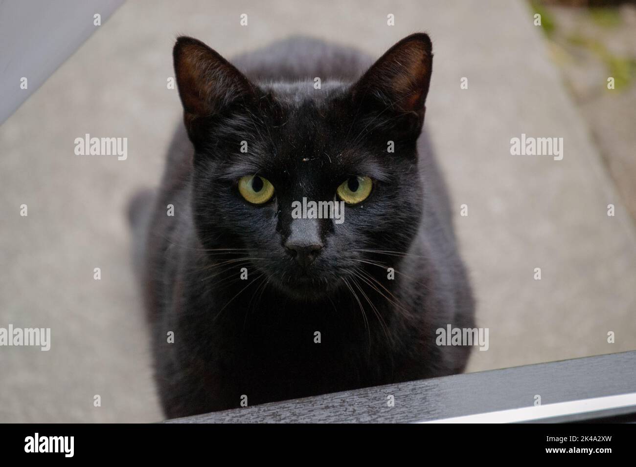 Nahaufnahme einer schwarzen Katze mit grünen Augen, die direkt auf die Kamera schaut Stockfoto