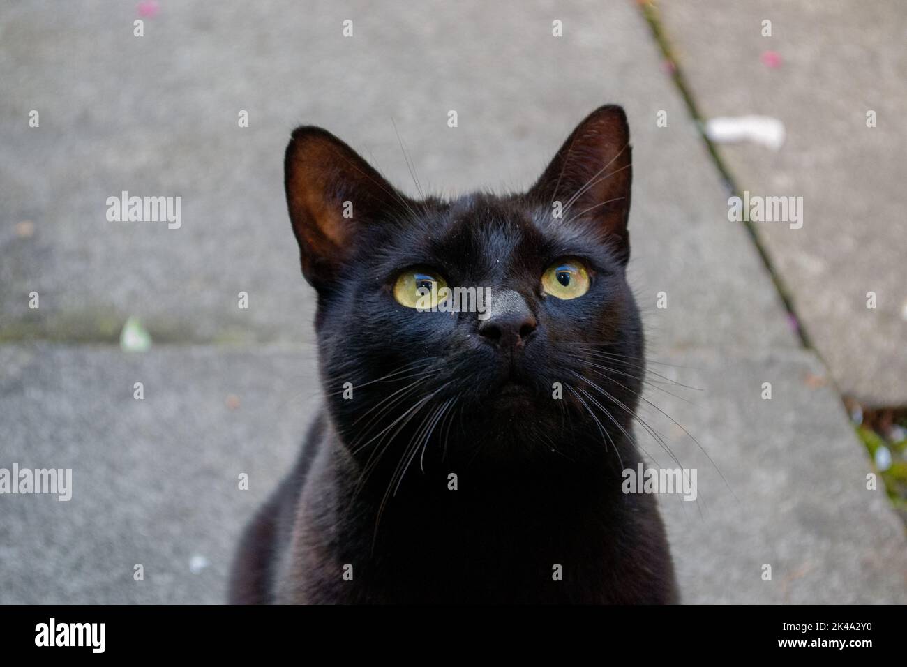 Nahaufnahme einer schwarzen Katze mit grünen Augen, die bei Tageslicht nach draußen schaut Stockfoto