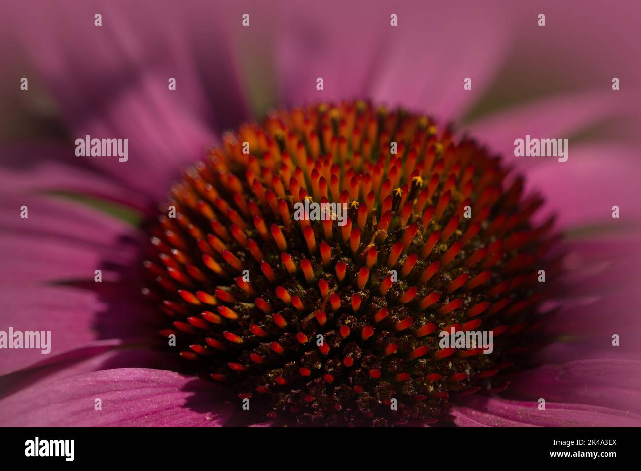 Das Makro einer rosa Echinacea blüht im Sommer Stockfoto