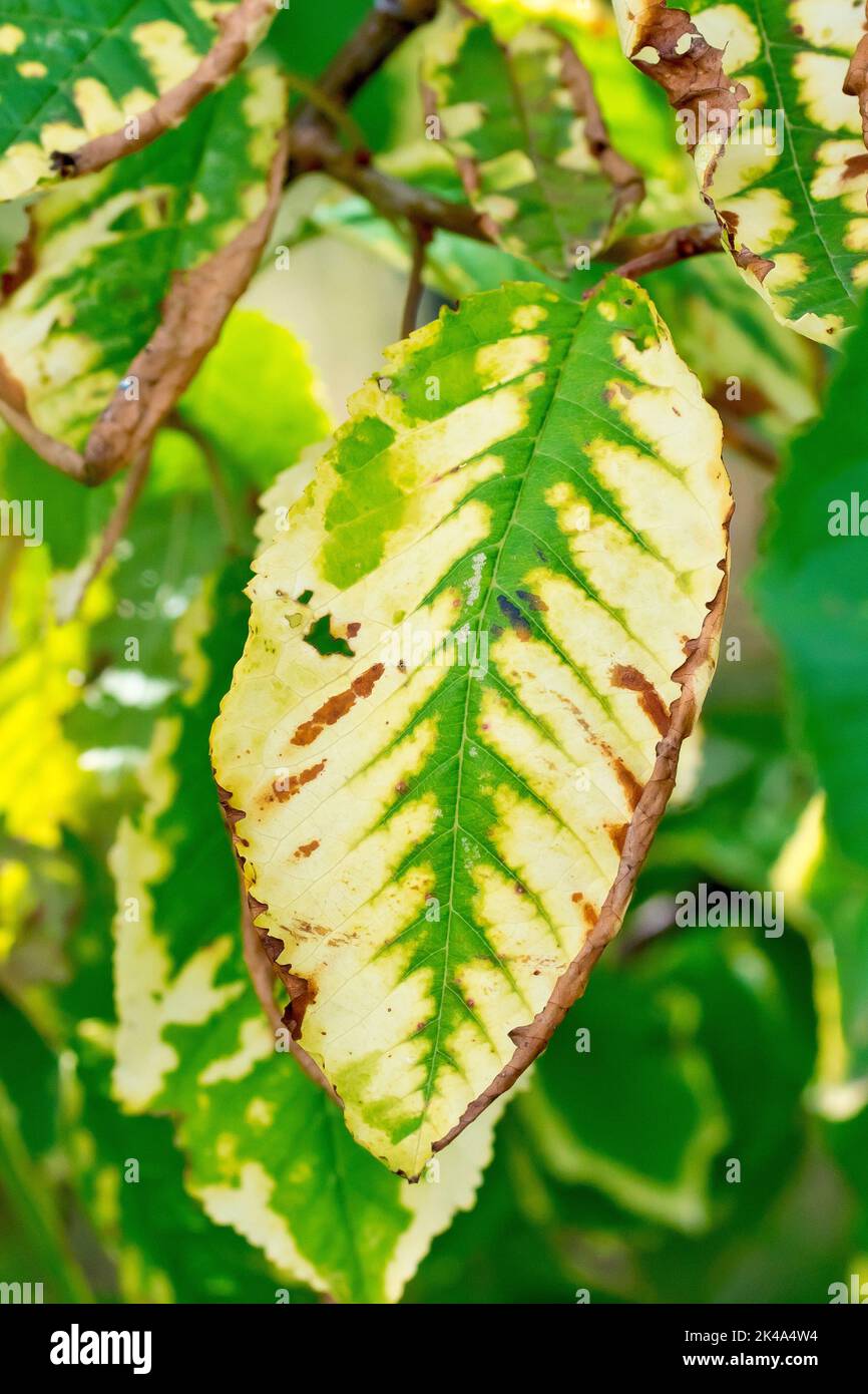 Kirsche (prunus avium), Nahaufnahme eines sterbenden Blattes, das neben anderen gesünderen Blättern am Baum hängt, möglicherweise aufgrund einer Krankheit oder eines Schädlings. Stockfoto