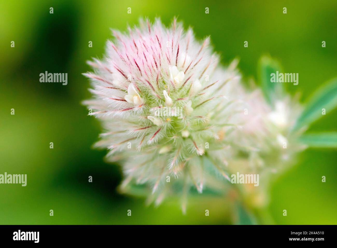 Hase-Foot Clover oder einfach nur Hase-Foot (trifolium arvense), Nahaufnahme eines einzelnen isolierten Blütenkopfes, mit den winzigen weißen Blüten und behaarten Sepalen. Stockfoto