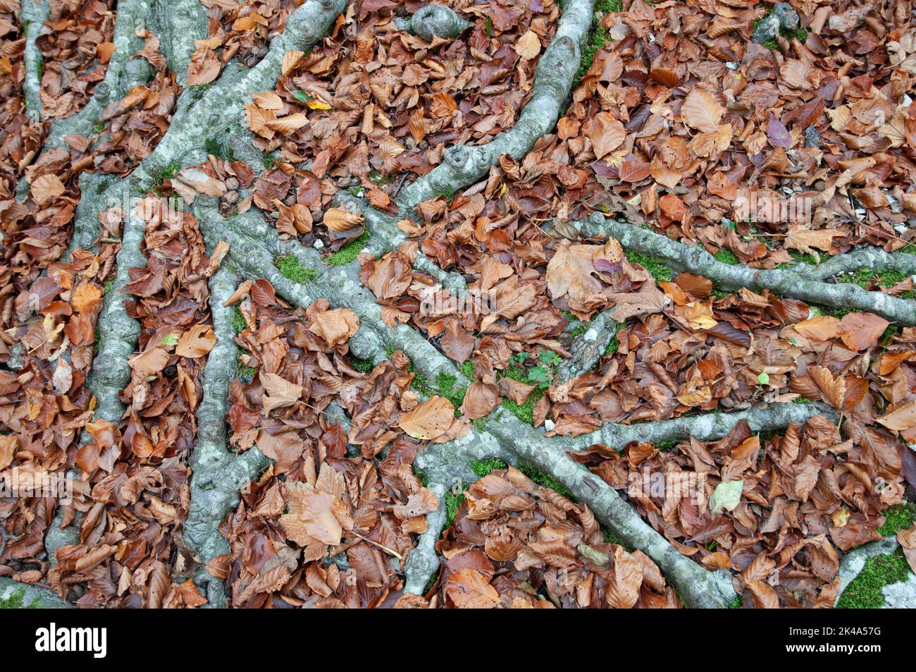 Radici di faggio coperto di foglie autunnali Stockfoto