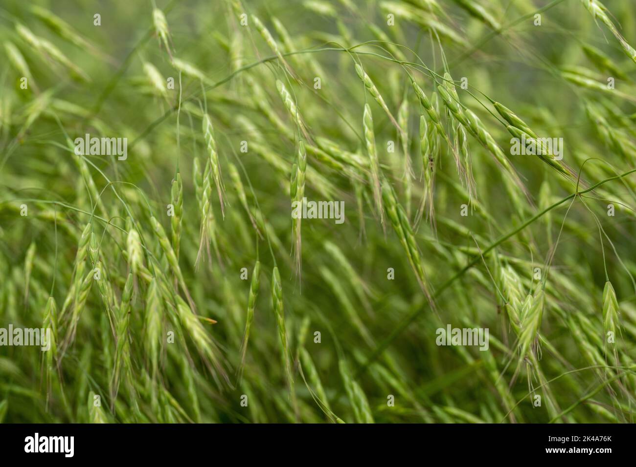 Eine Selektion von grünen Körnern in einem Feld Stockfoto
