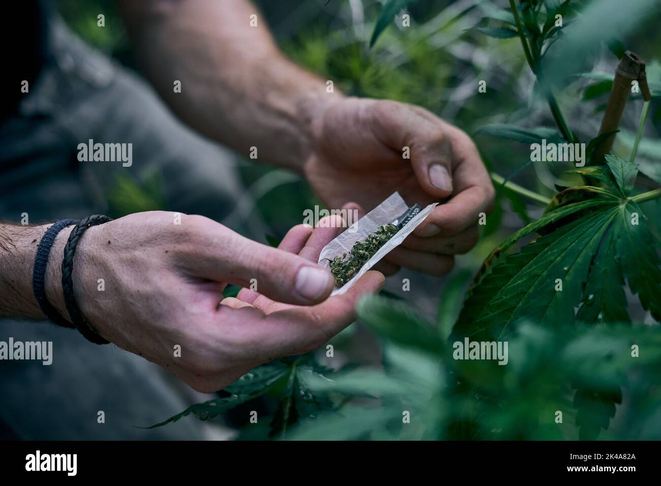 Die Hände eines Mannes Rollen das Marihuana-Gelenk in der Nähe der Cannabispflanze Stockfoto