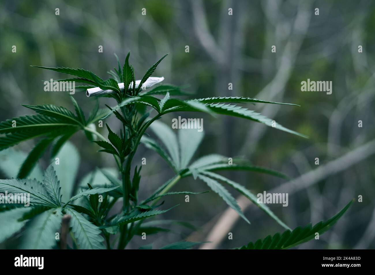 Gerolltes Marihuana-Gelenk auf der Cannabispflanze Stockfoto
