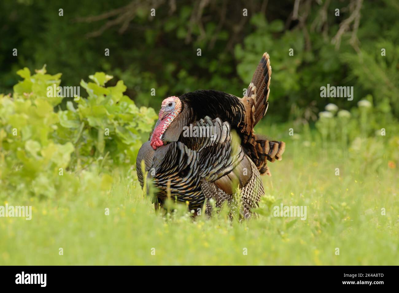 Seitenansicht eines männlichen Rio Grande wilden turkey, der im Frühjahr stolziert; mit ausgestrecktem Schwanz und heruntergekommenen Flügeln Stockfoto