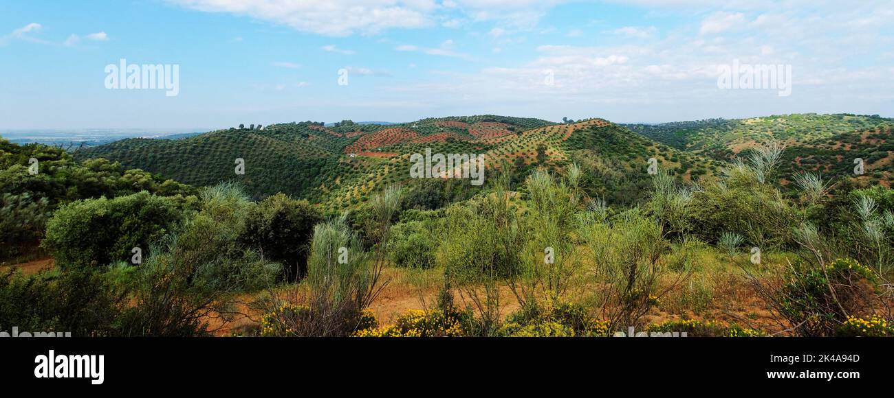 Malerische mediterrane Landschaft mit Hügeln mit Olivenbäumen in der Nähe des Stausees La Brena in Spanien Stockfoto