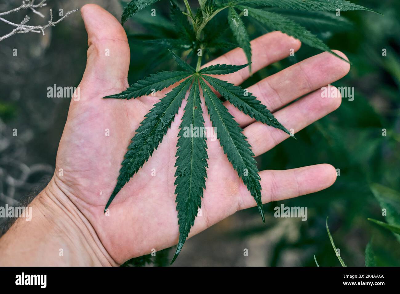 Große Cannabispflanze, die von der Hand einer Person gehalten wird Stockfoto