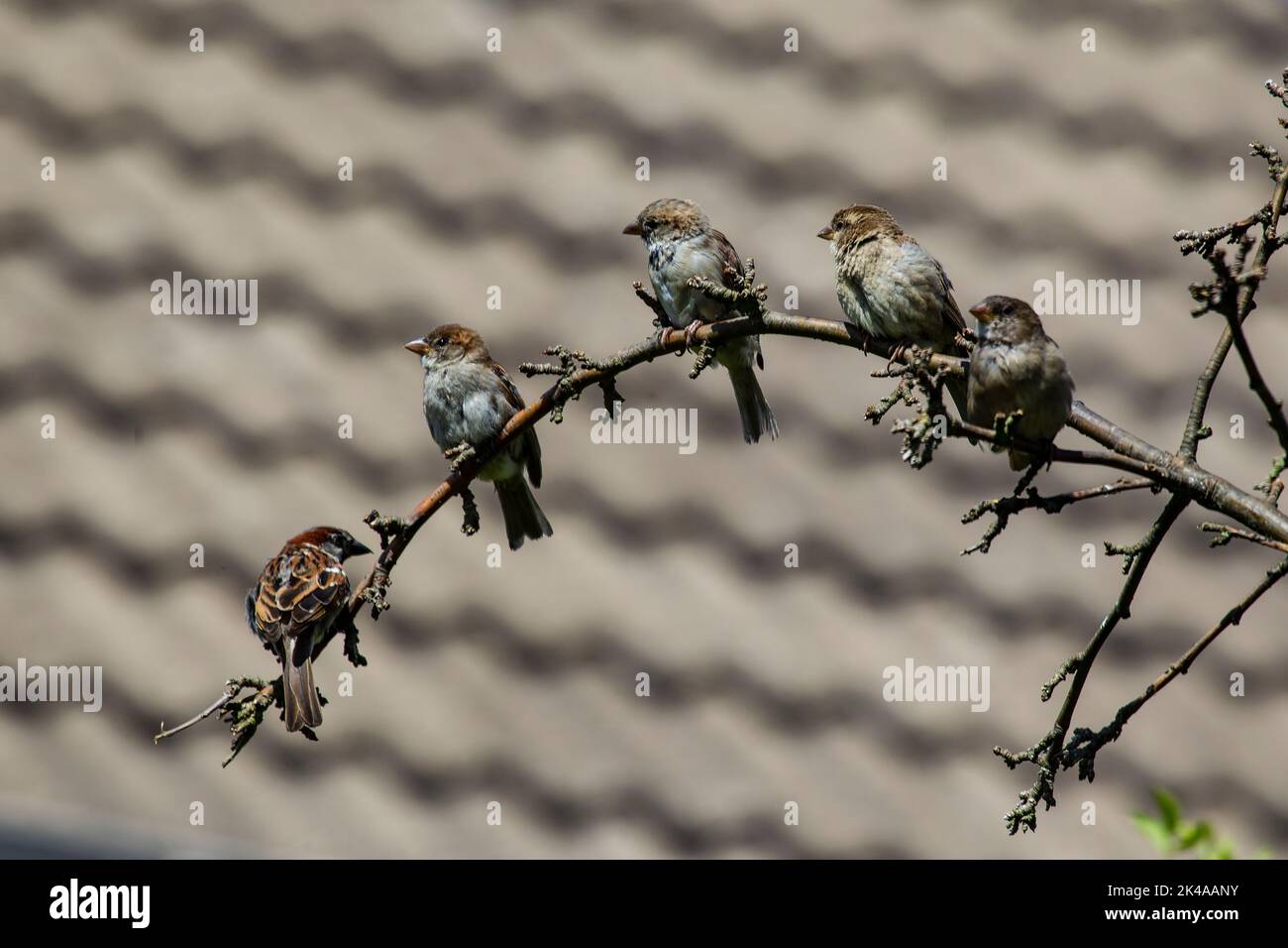 Five House Sparrows Passer domesticus, der den Biegezweig eines Laburnum ( Laburnum anagyroides)-Baumes in einem Wohngarten anhält Stockfoto