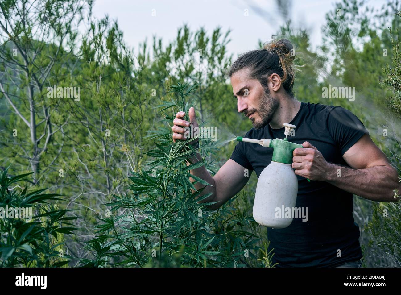 Ein kaukasischer Gärtner kümmert sich beim Düngen um seinen grünen Garten Stockfoto