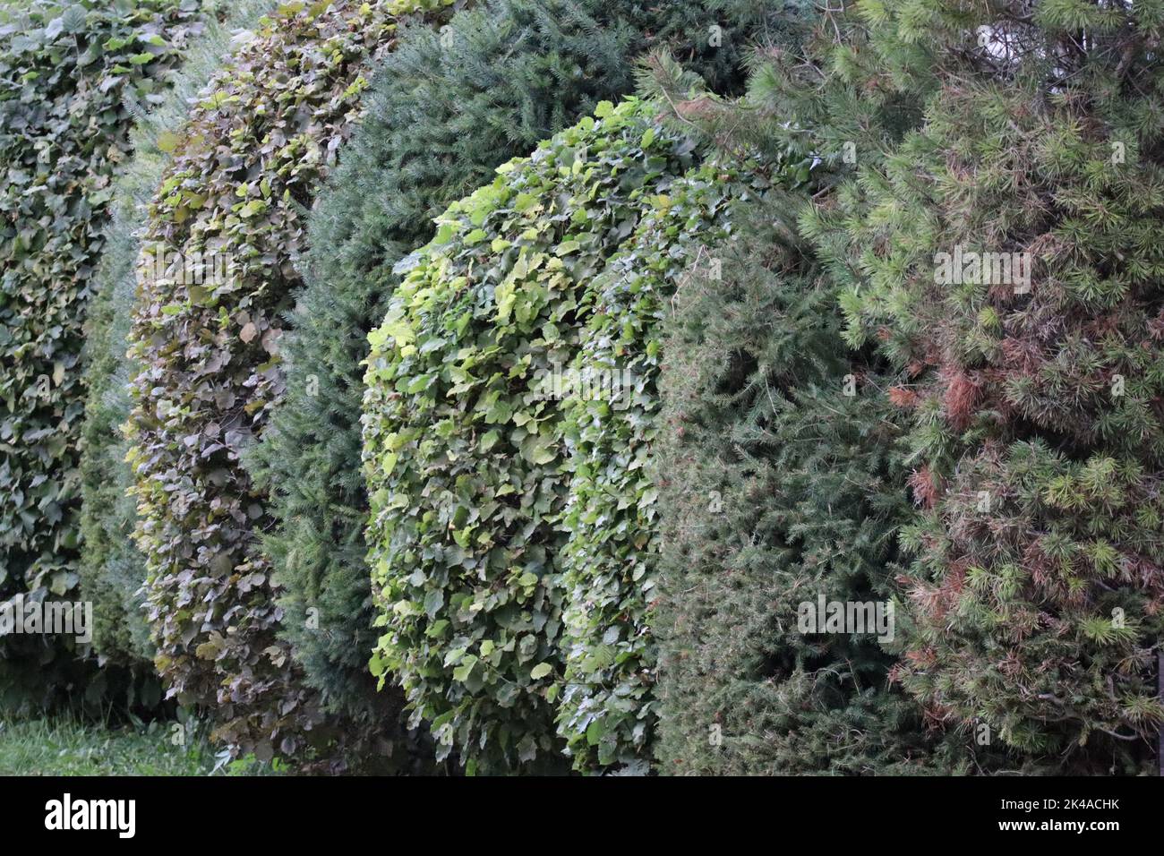 Sehr gepflegte Hecken im runden Schnitt Stockfoto