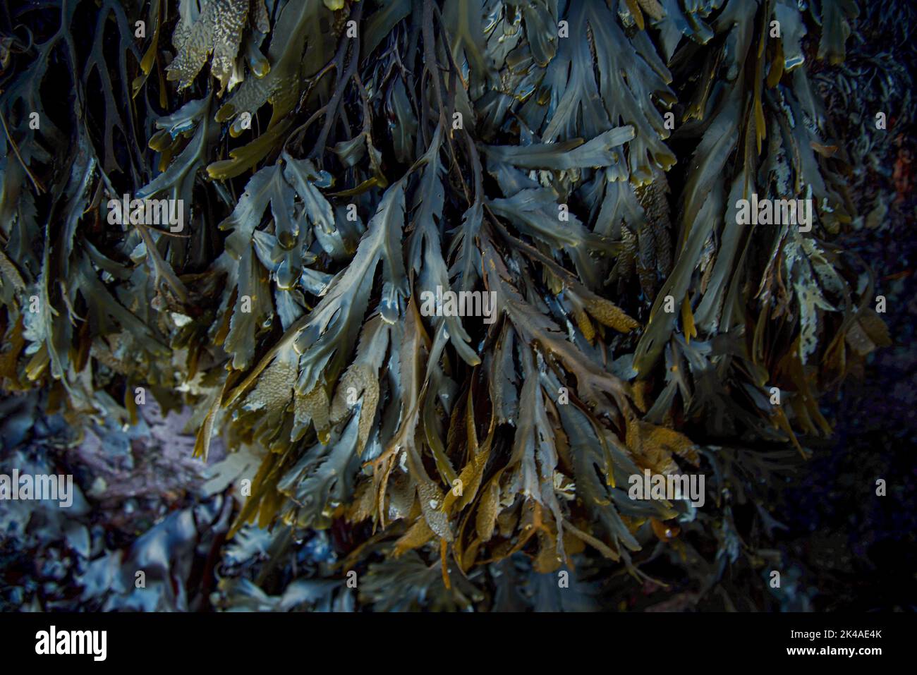 Gezackte Zahnstange ( fucus serratus) und andere Algen an der Atlantikküste Stockfoto