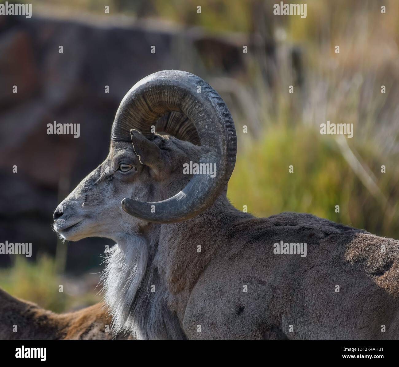 Bighorn Schafe oder Bergschafe RAM mit großen Hörnern, gebürtig aus Nordamerika Stockfoto