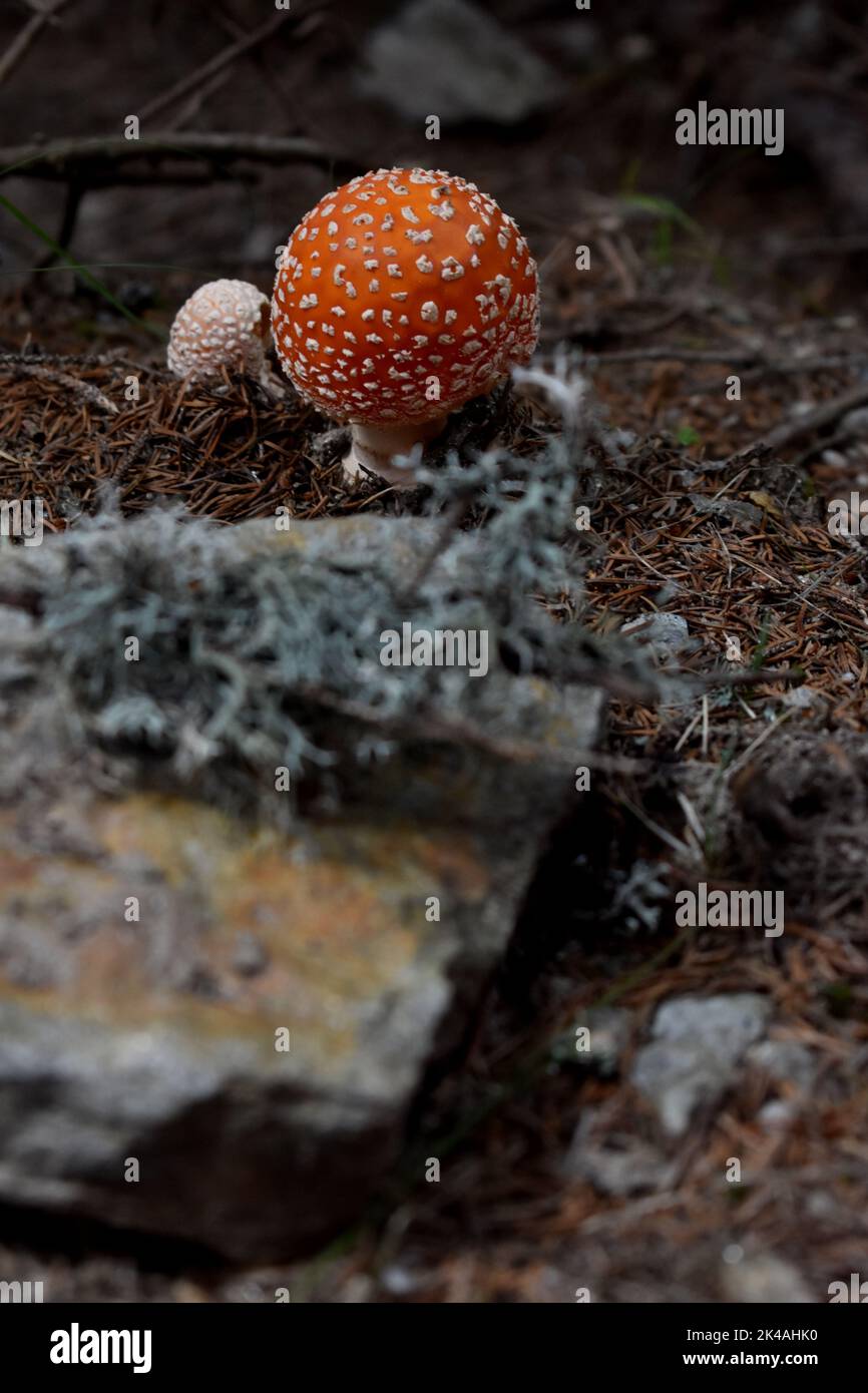 Eine vertikale Aufnahme eines rotbedeckten Pilzes, der auf einem Waldboden wächst Stockfoto