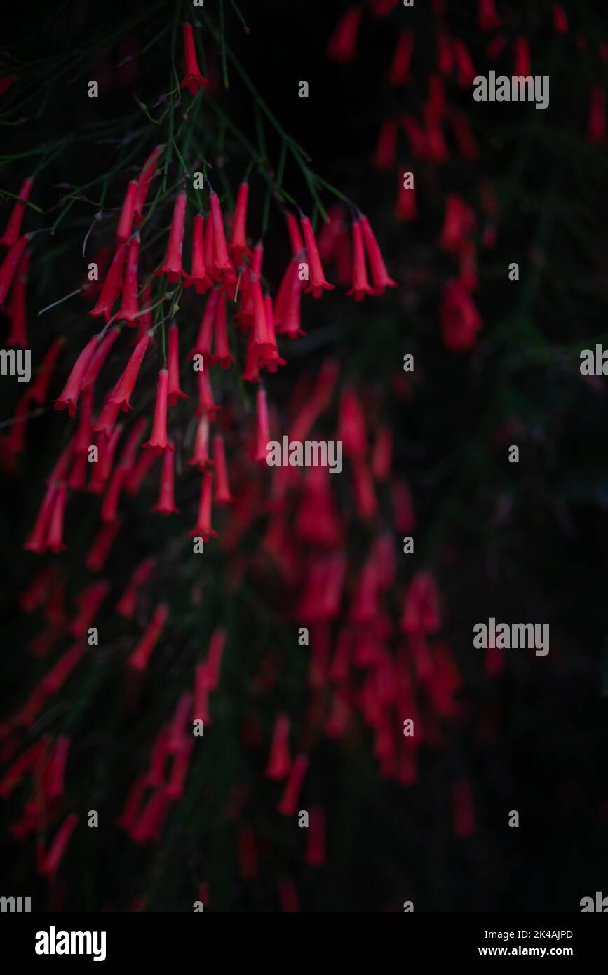 Dunkles, unscharfes Foto der Feuerwerkskörper-Pflanze mit roten Blüten auf schwarzem Hintergrund Stockfoto