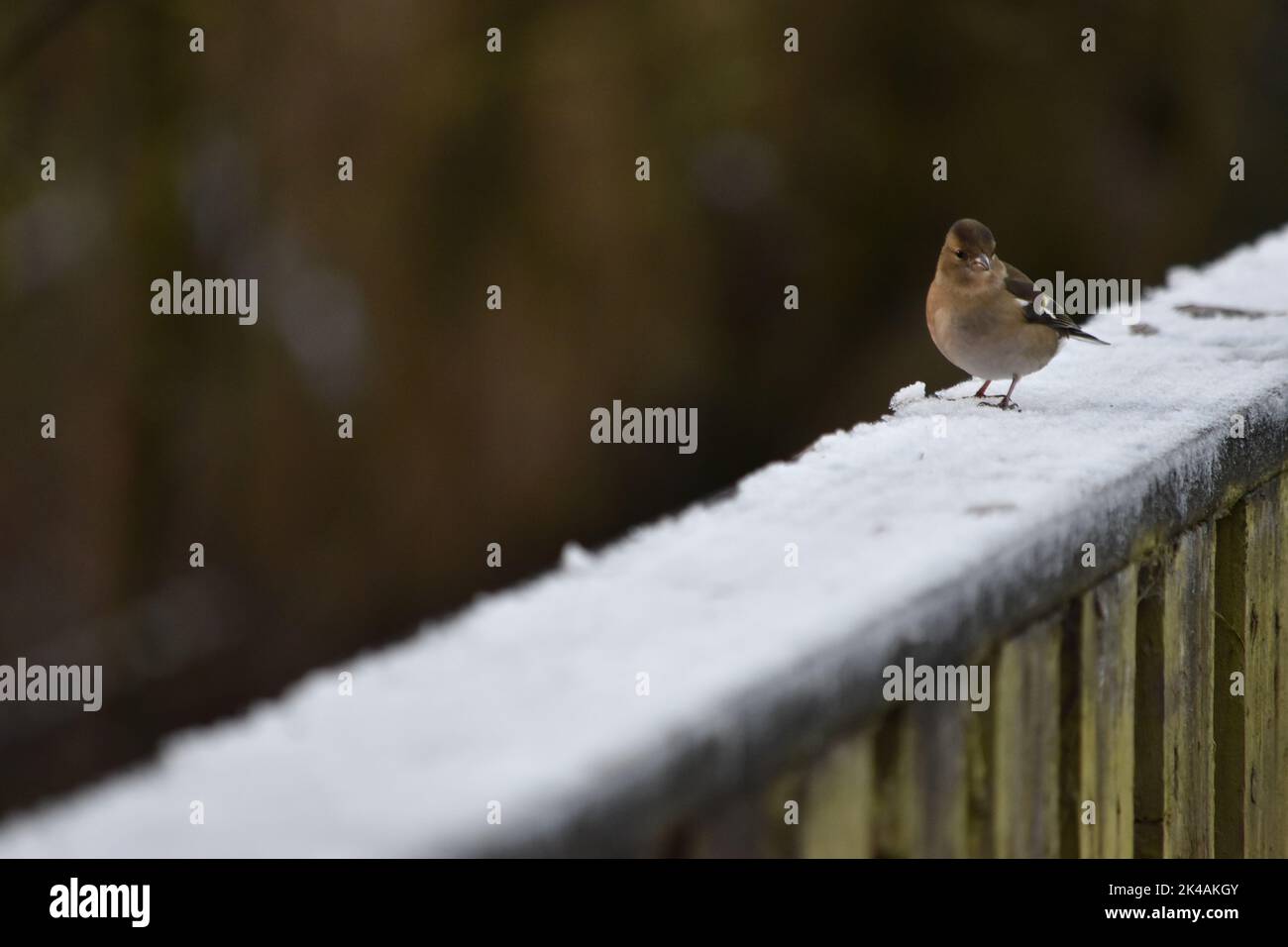 Bird, Lacken Walk, Kilkenny, Irland Stockfoto