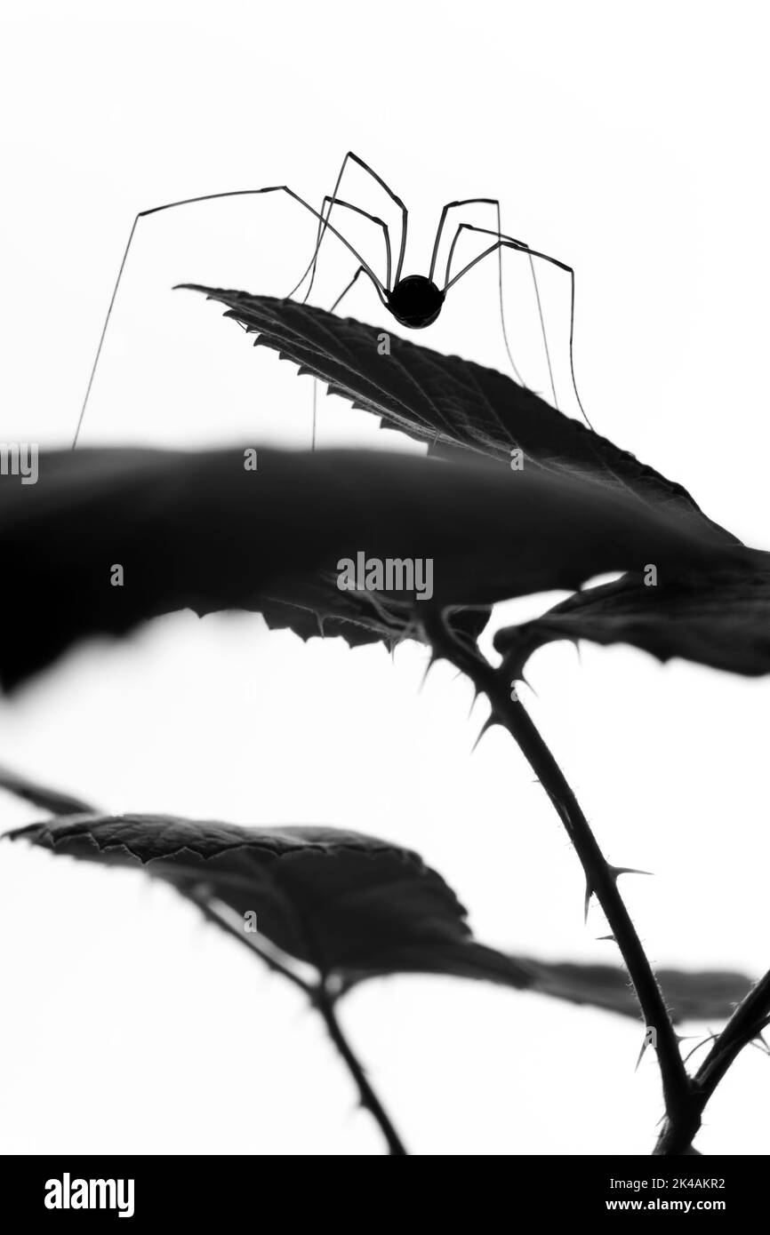 Spinne im Hintergrund auf einem Blatt Stockfoto