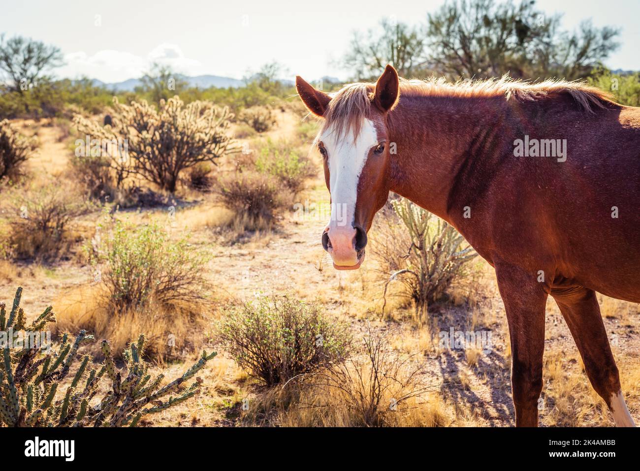 Ein braunes, wildes Mustang-Pferd mit Blick auf die Kamera im Erholungsgebiet Lower Salt River in Mesa, Arizona. Stockfoto
