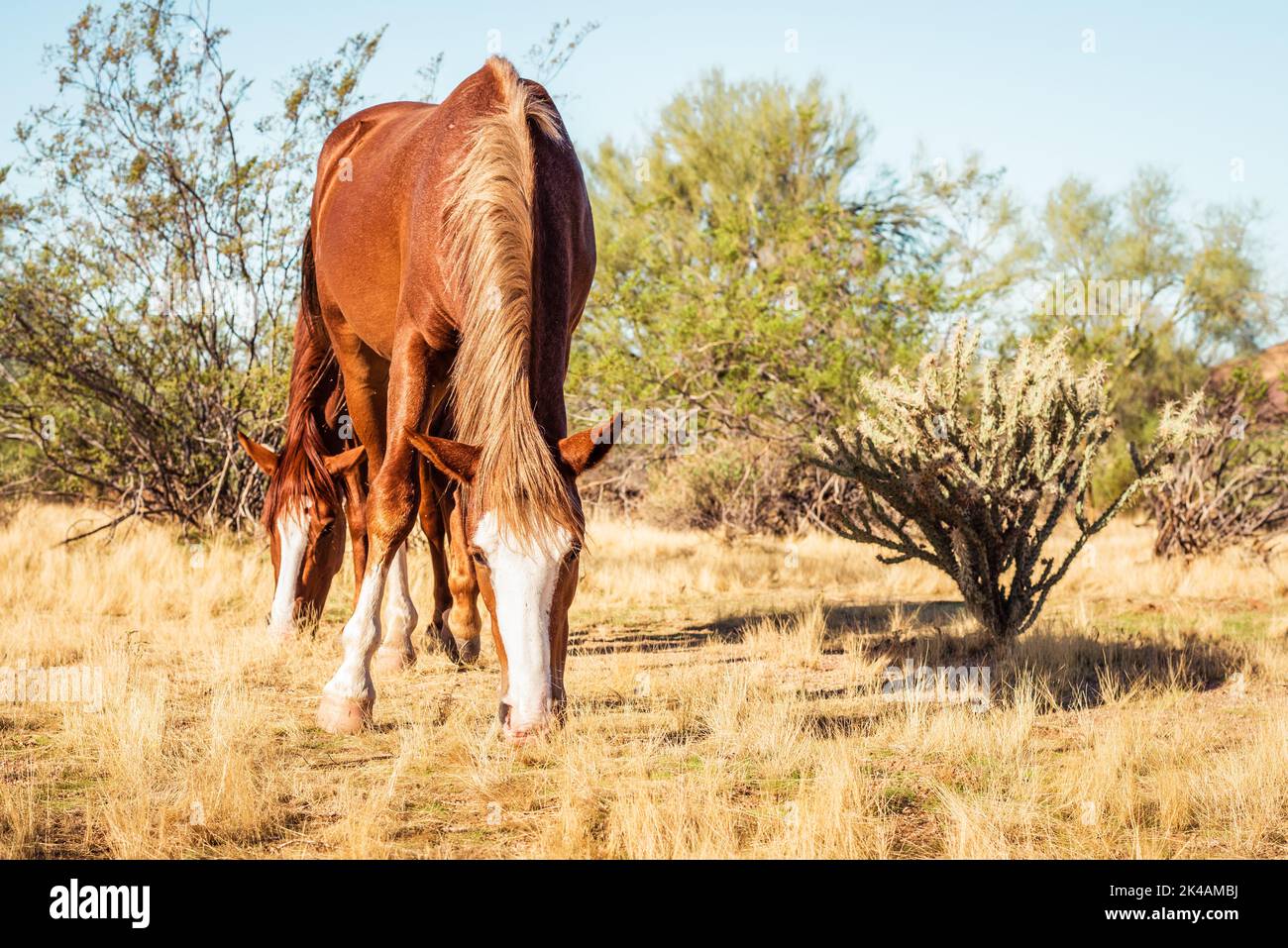 Horizontales Bild von zwei braunen, wilden Mustang-Pferden, die Gras im Lower Salt River Recreation Area, Mesa, Arizona, weiden. Stockfoto