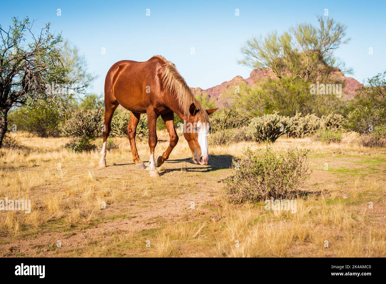 Ein braunes, wildes Mustang Horse Grasen im Lower Salt River Recreation Area, Mesa, Arizona. Stockfoto