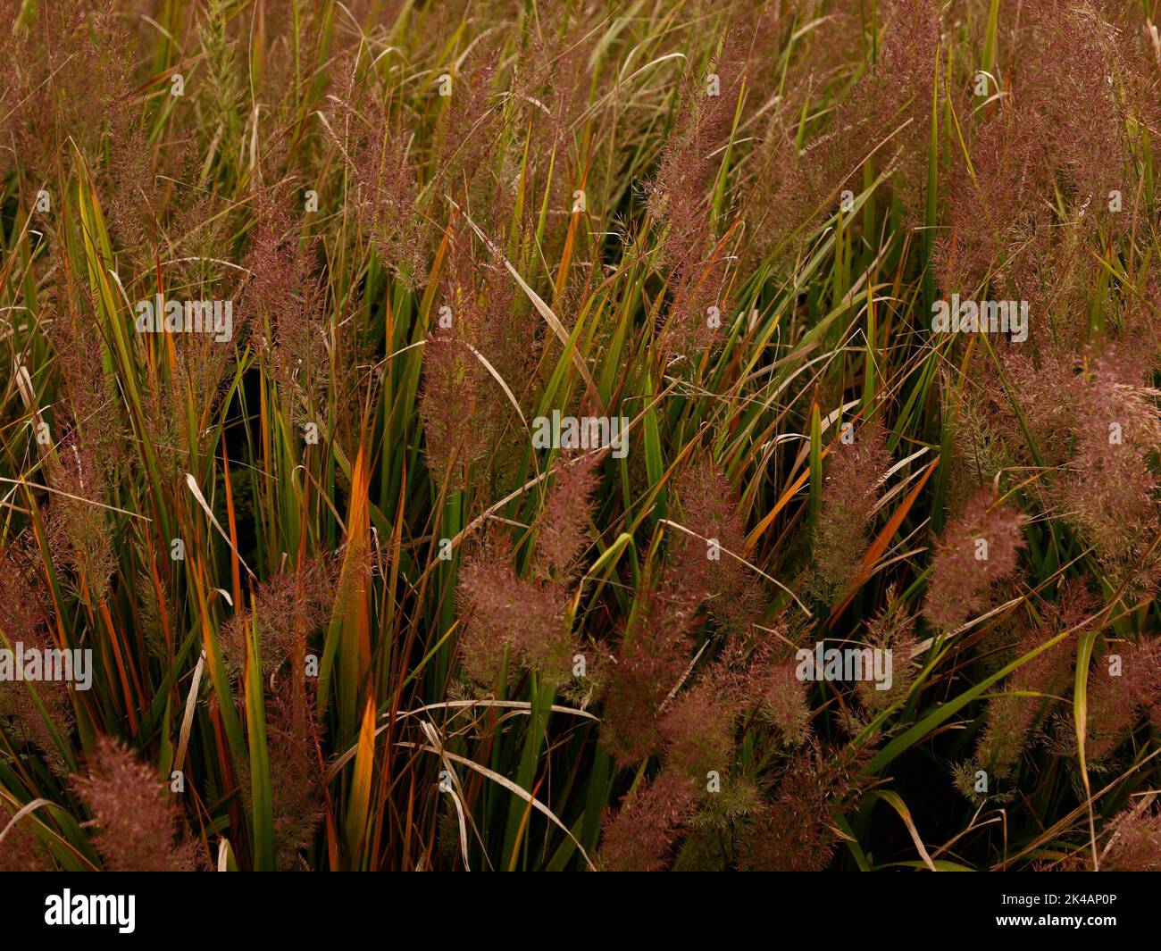 Nahaufnahme des eleganten, aufrecht wachsenden und gebogenen, mehrjährigen Ziergrases Calamagrostis brachytricha mit purpurfarbenen Blütenfedern im Herbst. Stockfoto