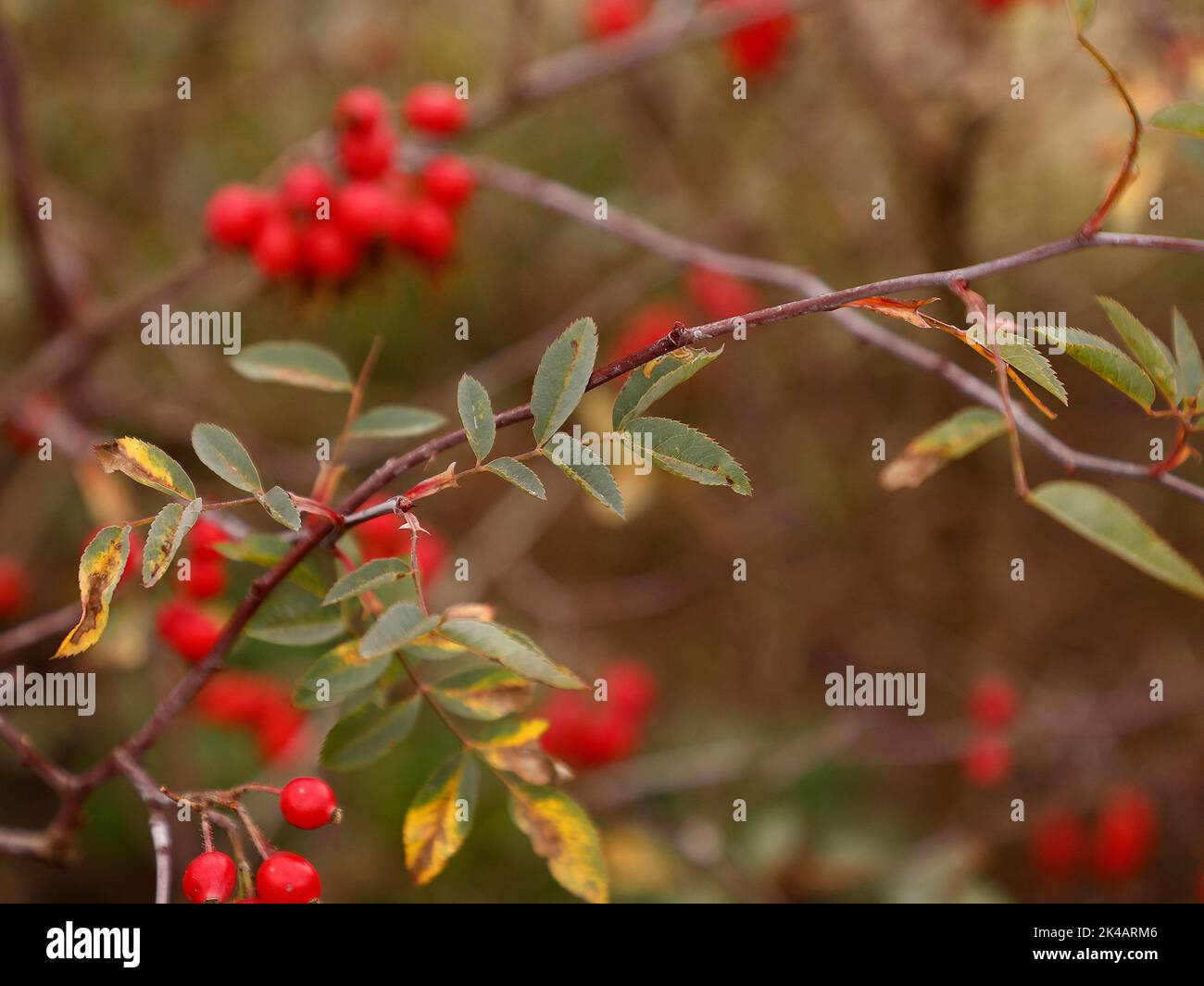 Nahaufnahme der kräftigen Strauchgartenrose Rosa Glauca grau-lila Blatt und verschwommene Hagebutten in Großbritannien gesehen. Stockfoto