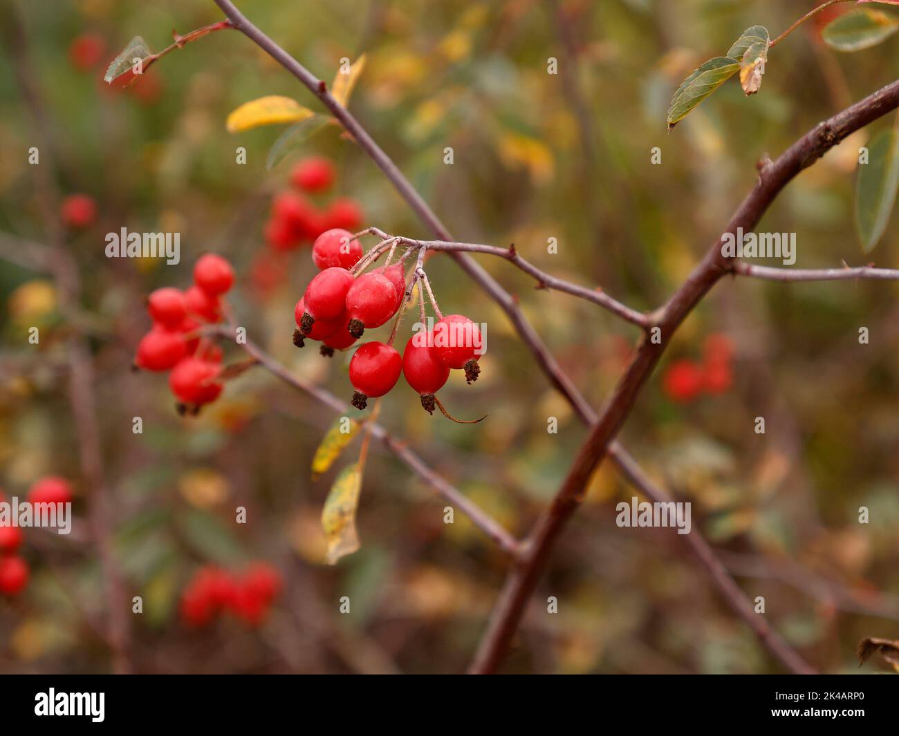 Nahaufnahme der kräftigen Strauchgartenrose Rosa Glauca rote Hagebutten aus Großbritannien. Stockfoto