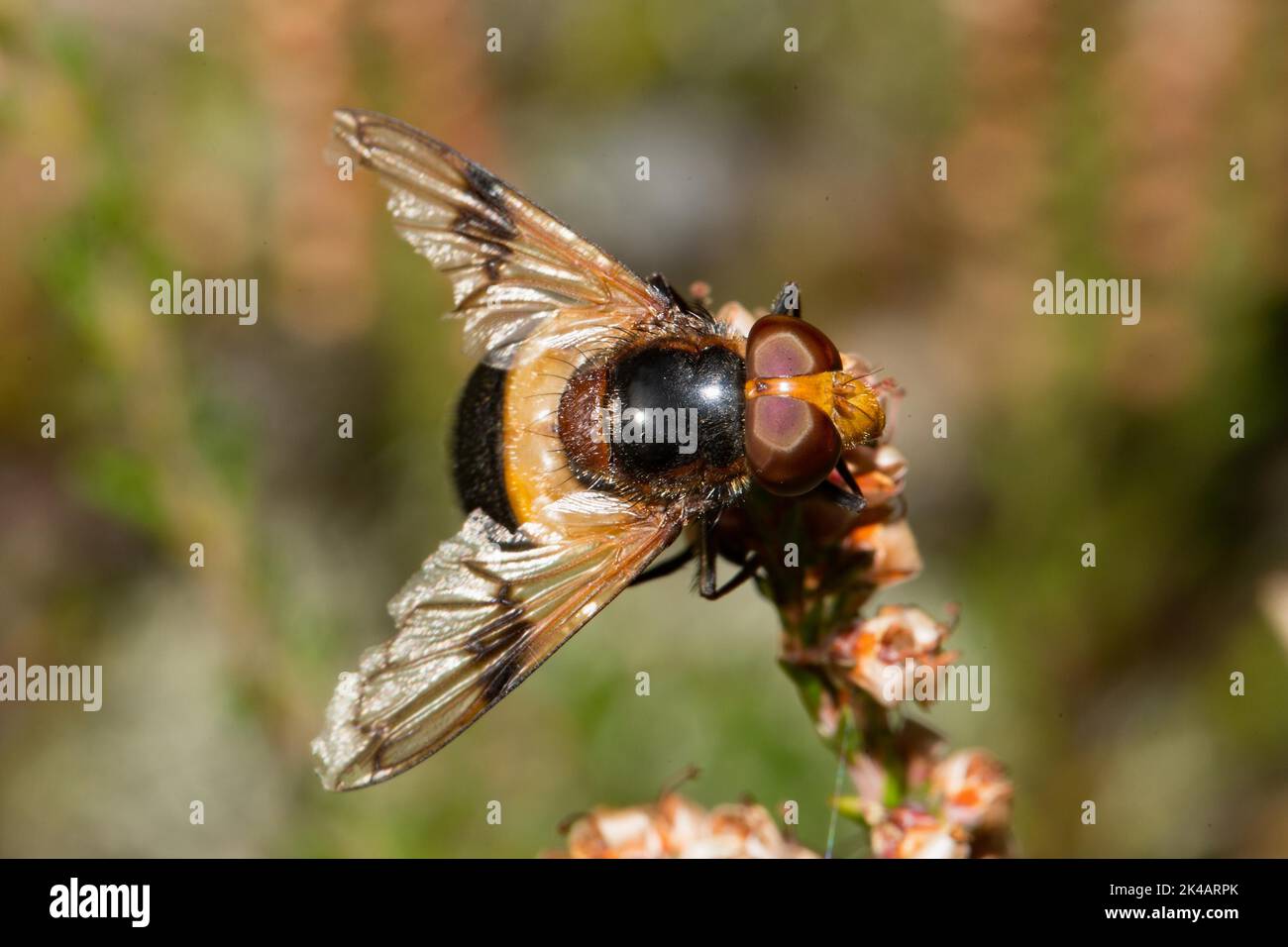 Gewöhnliche Waldschwebfliege mit offenen Flügeln, die auf Heidekraut auf der rechten Seite sitzen Stockfoto