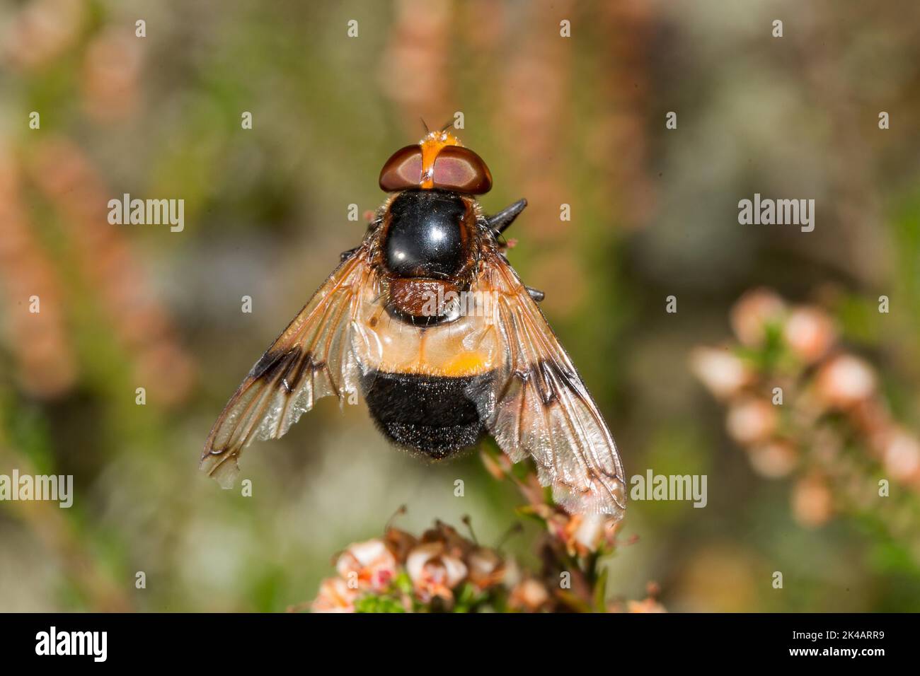 Gewöhnliche Waldschwebfliege mit offenen Flügeln, die von hinten auf Heide sitzen Stockfoto