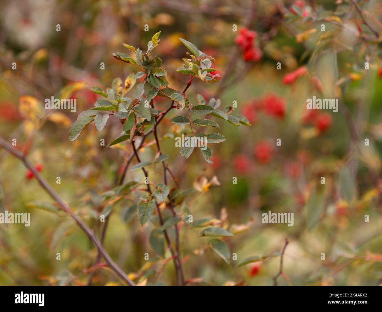 Nahaufnahme der kräftigen Strauchgartenrose Rosa Glauca grau-violette Blätter und verschwommene Hagebutten in Großbritannien. Stockfoto