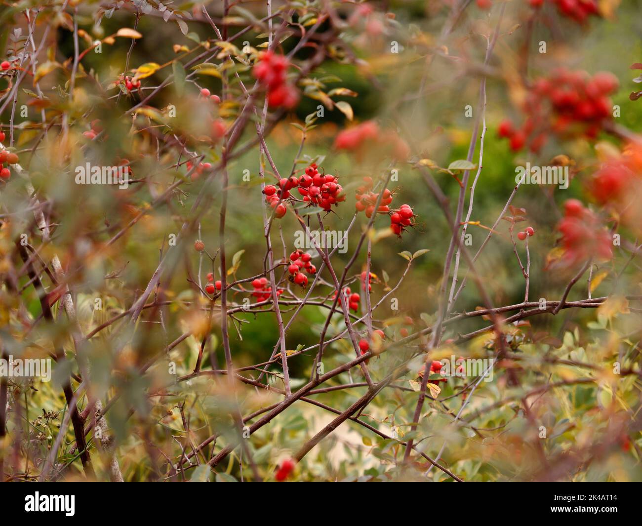 Nahaufnahme der kräftigen Strauchgartenrose Rosa Glauca grau-lila Blätter und rote Stängel in Großbritannien zu sehen. Stockfoto