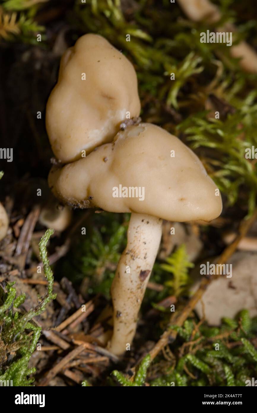Elastischer Lorchel-Fruchtkörper mit ockerbraunem Stamm und sattelförmigem Kopf aus grünem Moos Stockfoto