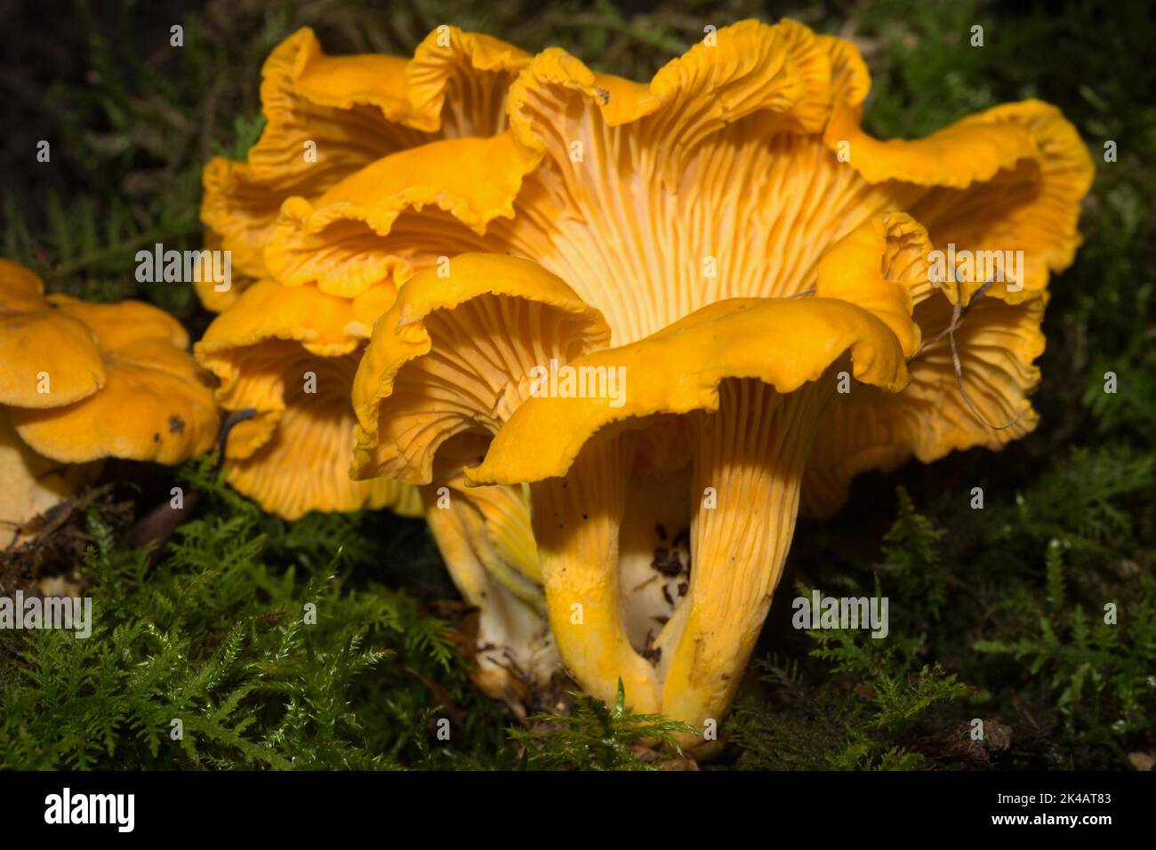 Pfifferlinge mehrere Fruchtkörper mit dottergelben Stielen und Mützen in grünem Moos Stockfoto