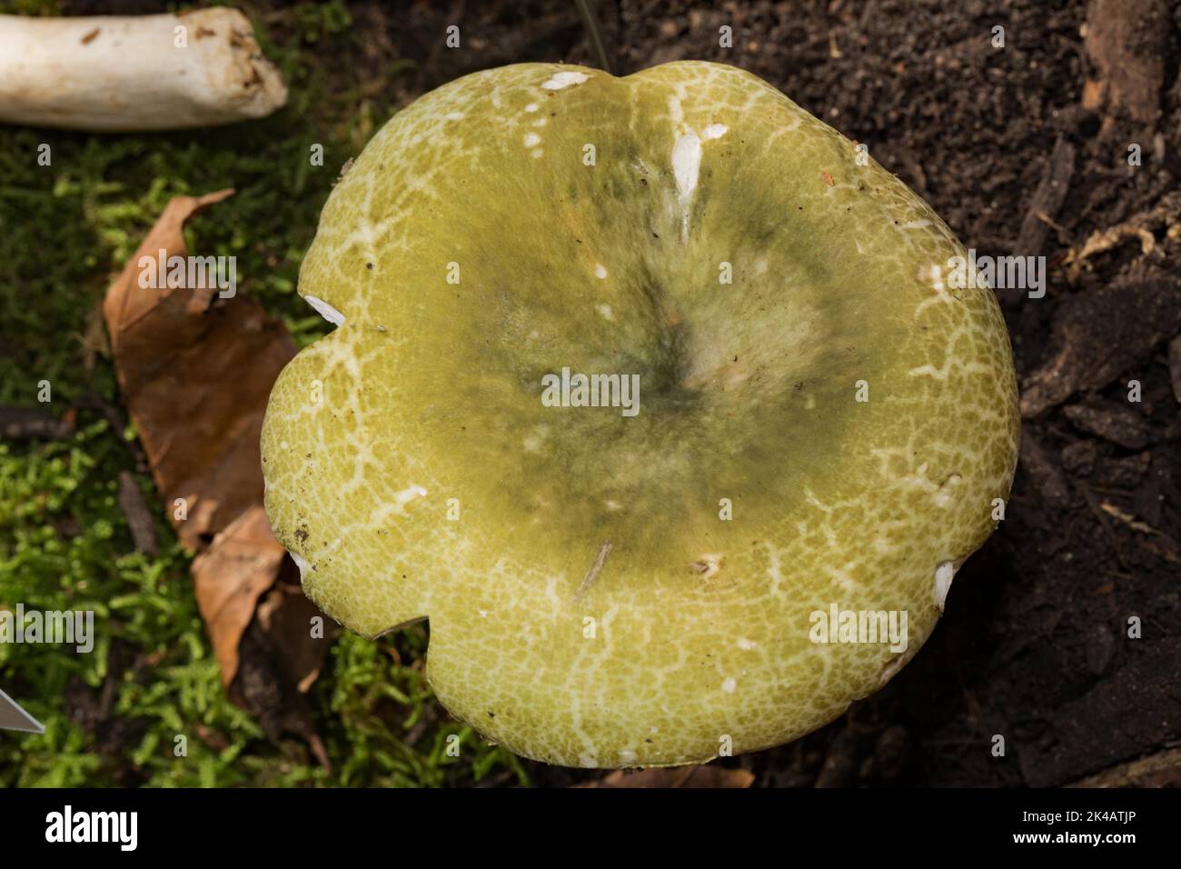 Grüner Täubling-Fruchtkörper mit grünlicher Kappe Stockfoto
