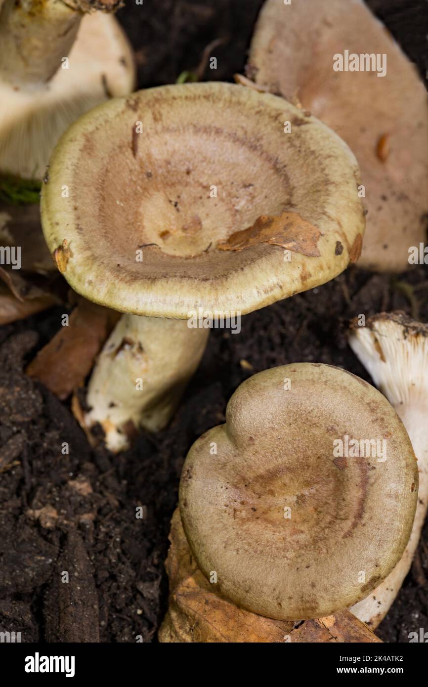 Grau-grün melkende zwei Fruchtkörper mit weiß-bräunlichen Stielen und Mützen Stockfoto