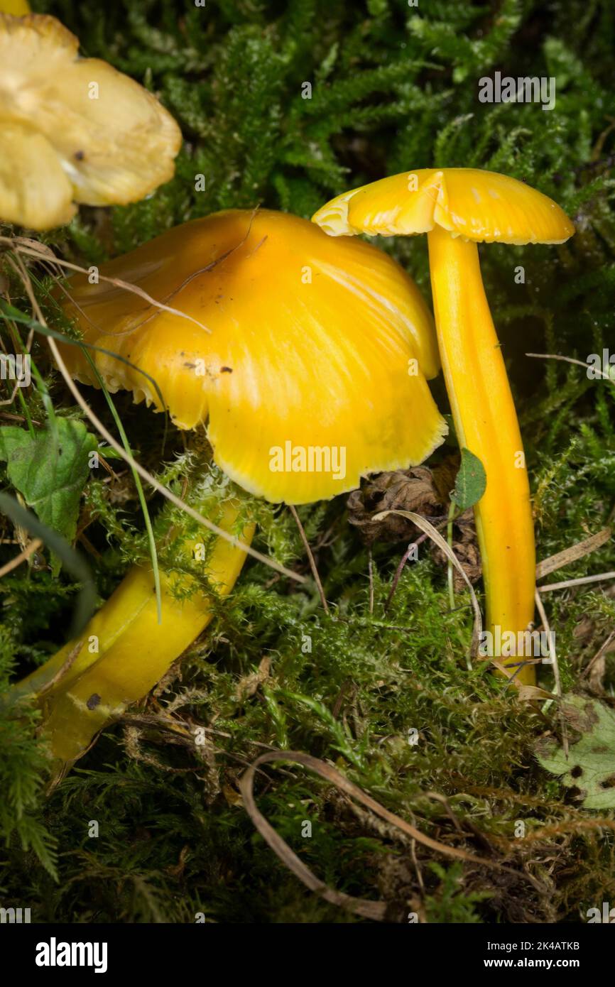 Dumpfer Setzling, gelber Setzling zwei Fruchtkörper mit gelben Stielen und Mützen in grünem Moos Stockfoto