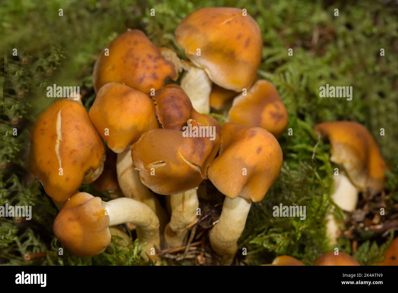 Rauchblättriger Schwefelkopf ein paar Fruchtkörper mit schmutzig-weißen Stängeln und ockerbraunen Kappen nebeneinander in grünem Moos Stockfoto
