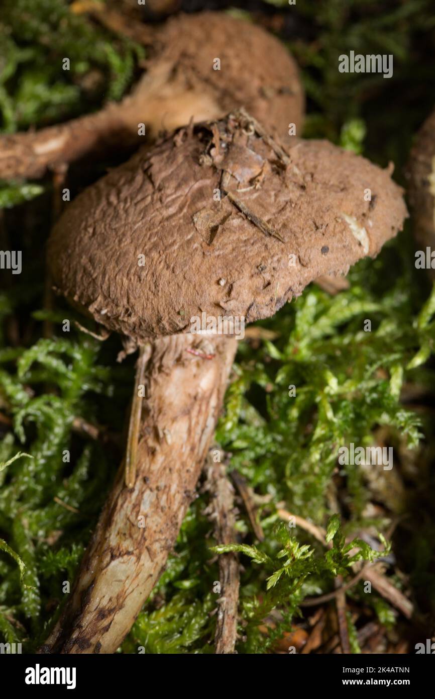 Kakaobrauner stacheliger Fruchtkörper mit kakaobraunem Stiel und Kappe aus grünem Moos Stockfoto